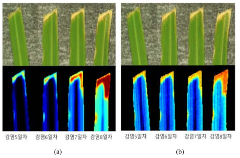 Hyperspectral SWIR imaging results of resistant rice (K1) (a) PCA image, (b) 726/707 nm image