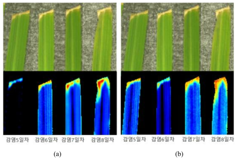 Hyperspectral SWIR imaging results of susceptible rice (K2). (a) PCA image, (b) 726/707 nm image