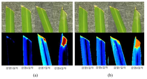 Hyperspectral SWIR imaging results of resistant rice (K2) (a) PCA image, (b) 726/707 nm image