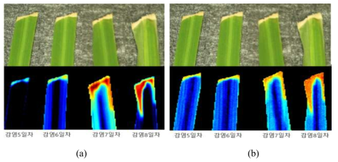 Hyperspectral SWIR imaging results of susceptible rice (K3).(a) PCA image, (b) 726/707 nm image