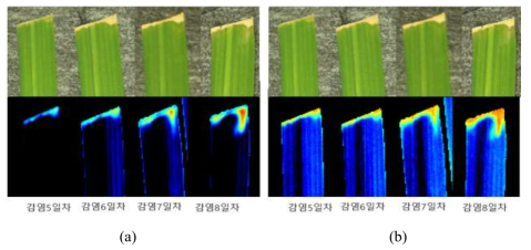 Hyperspectral SWIR imaging results of resistant rice (K3) (a) PCA image, (b) 726/707 nm image