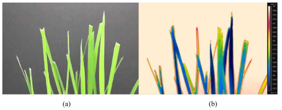 Thermal image results of susceptible rice after 5days of infection (K2). (a) color image, (b) Thermal image