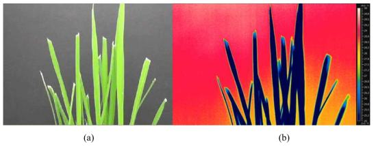 Thermal image results of susceptible rice after 6days of infection (K2). (a) color image, (b) Thermal image