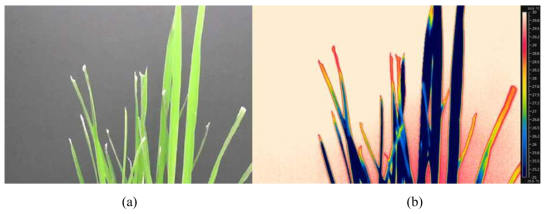 Thermal image results of susceptible rice after 7days of infection (K2). (a) color image, (b) Thermal image