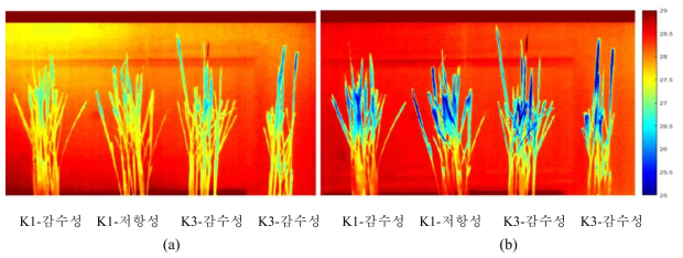 (a) Thermal image of rice after 5 days of infection (b) Thermal image of rice after 6 days of infection