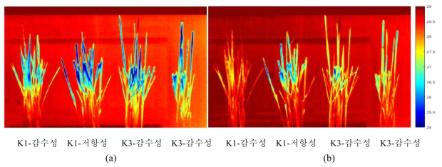 (a) Thermal image of rice after 7 days of infection (b) Thermal image of rice after 8 days of infection