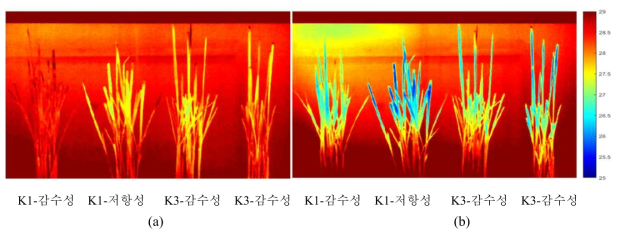 (a) Thermal image of rice after 9 days of infection (b) Thermal image of rice after 10 days of infection