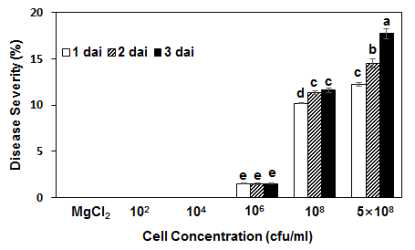 Disease severity of tomato plants after inoculation of different cell concentration of Pseudomonas cichorii JBC1. Leaves of 3-4-week old tomato plants were treated with various cell concentrations (1×102, 104, 106, 108, and 5×108 cfu/ml) of P. cichorii, by dipping method, allowed to grow in high humidity for 12 h, and incubated in a growth chamber at 25℃ with 16 h light/8 h dark photoperiod. The disease severities in infected leaves were measured by a direct estimation of percentage of disease area at 1, 2 and 3 dai. The data obtained are the means ± SD from three independent experiments in three replicates. Means with the same letter are not significantly different by Tukey′s Test (P≤0.05) run on SAS software