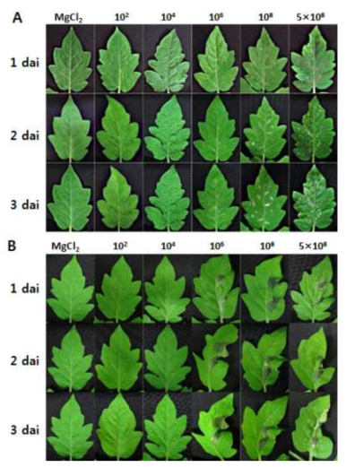 Development of symptoms in leaves of tomato plants by inoculation of different cell concentration of Pseudomonas cichorii JBC1. Leaves of 3-4-week old tomato plants were dipped in various cell concentrations (1×102, 104, 106, 108, and 5×108 cfu/ml) of P. cichorii, by dipping (A) and syringe infiltration (B) method, allowed to high humidity for 12 h, and incubated in a growth chamber at 25℃ with 16 h light/8 h dark photoperiod. Control was inoculated with 10 mM MgCl2. Representative photographs, which were taken 1, 2, and 3 dai are shown at here