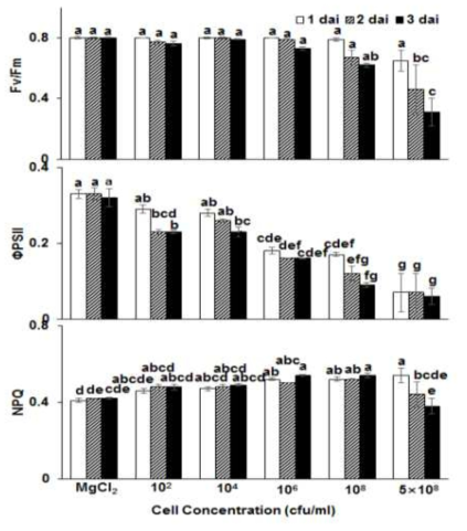 Time course changes of chlorophyll fluorescence parameters depending on inoculum densities. (A) Maximum quantum efficiency of PSII (Fv/Fm), (B) Effective PSII quantum yield (ΦPSII), (C) Non-photochemical quenching (NPQ) are shown. Leaves of 3-4-week old tomato plants were dipped in various cell concentrations (1×102, 104, 106, 108, and 5×108 cfu/ml), allowed to high humidity for 12 h, and incubated in a growth chamber at 25℃ with 16 h light/8 h dark photoperiod. The efficiency of excitation capture was recorded after the dark adapted state 1, 2, and 3 dai. The data obtained are the means±SD from three independent experiments in three replicates. Means with the same letter are not significantly different by Tukey′s test (P≤0.05)
