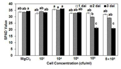 Changes of chlorophyll content in the pathogen inoculated leaves. Leaves of 3-4-week old tomato plants were dipped in various cell concentrations (1×102, 104, 106, 108, and 5×108 cfu/ml), allowed to high humidity for 12 h, and incubated in a growth chamber at 25℃ with 16 h light/8 h dark photoperiod. The chlorophyll content was measured by SPAD meter 1, 2, and 3 dai. The data obtained are the means ± SD from three independent experiments in three replicates. Means with the same letter are not significantly different by Tukey′s test (P≤0.05)