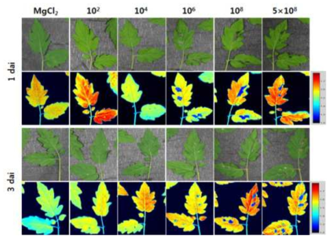 Chlorophyll fluorescence images of the tomato leaves inoculated with different densities of P. cichorii cells. Leaves of 3-4-week old tomato plants were infiltrated with various cell concentrations (1×102, 104, 106, 108, and 5×108 cfu/ml) of P. cichorii using needless syringe, allowed to high humidity for 12 h, and incubated in a growth chamber at 25℃ with 16 h light/8 h dark photoperiod. The images were obtained 1 and 3 dai. Images of the fluorescence parameters were displayed with the help of a false color code ranging from 1.2 (black) to 1.9 (purple). Representative measurements are shown at here