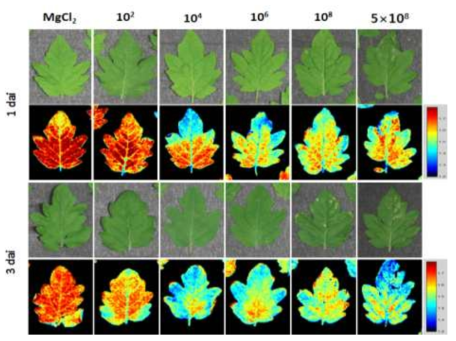 Chlorophyll fluorescence images of the tomato leaves inoculated with different densities of Pseudomonas cichorii cells. Leaves of 3-4-week old tomato plants were dipped in various cell concentrations (1×102, 104, 106, 108,and 5×108cfu/ml) of P. cichorii, allowed to high humidity for 12 h, and incubated in a growth chamber at 25℃ with 16 h light/8 h dark photoperiod. The infected leaves wee imaged 1 and 3 dai. Images of the fluorescence parameters were displayed with the help of a false color code ranging from 1.2 (black) to 1.9 (purple). Representative measurements are shown at here