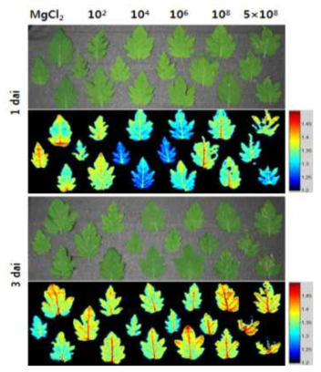 SWIR hyperspectral images of the tomato leaves inoculated with different densities of Pseudomonas cichorii cells. Leaves of 3-4-week old tomato plants were dipped in various cell concentrations (1×102, 104, 106, 108, and 5×108 cfu/ml) of P. cichorii, allowed to high humidity for 12 h, and incubated in a growth chamber at 25℃ with 16 h light/8 h dark photoperiod. The infected leaves wes imaged 1 and 3 dai. Images of the fluorescence parameters were displayed with the help of a false color code ranging from 1.2 (black) to 1.5 (purple). Representative measurements are shown at here