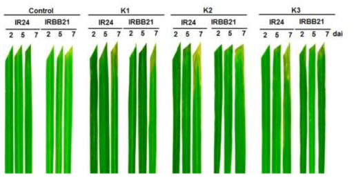 The phenotypes of resistant and susceptible genotypes after Xanthomonas oryzae pv. oryzae inoculation on the leaf blades of rice. The leaves of 7- to 8-week old rice seedlings, IRBB21 and IR24, were clip inoculated with K1, K2, and K3 race of Xoo, covered with a polythene hood for 24 h, and grown in plant growth room (light/dark, 16/8h, 27℃). The progress disease development was photographed 2, 5 and 7 dai