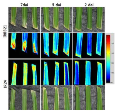 Visible and near infrared hyperspectral images of the susceptible and resistant rice leaves inoculated with different races of Xanthomonas oryzae pv. oryzae. The leaves of 7-8 week old rice seedlings were clip inoculated with scissors dipped in the suspensions of K3 races of Xoo, covered with a polythene hood for 24 h, and the seedlings were grown in plant growth room (light/dark, 16/8 h, 27℃). The VIS/NIR hyperspectral images were obtained 7 dai. Representative measurements are shown at here