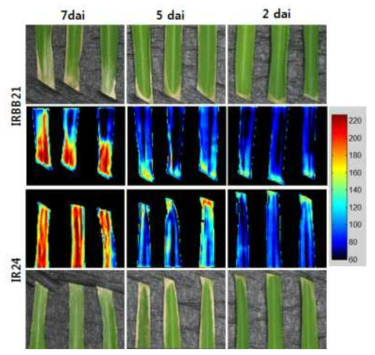 Short wave infrared hyperspectral images of the susceptible and resistant rice leaves inoculated with different races of Xanthomonas oryzae pv. oryzae. The leaves of 7-8 week old rice seedlings were clip inoculated with scissors dipped in the suspensions of K3 races of Xoo, covered with a polythene hood for 24 h, and the seedlings were grown in plant growth room (light/dark, 16/8 h, 27℃). The VIS/NIR hyperspectral images were obtained 7 dai. Images of the fluorescence parameters were displayed with the help of a false color code ranging from 60.0 (blue) to 220.0 (purple). Representative measurements are shown at here