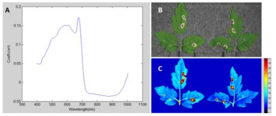 Principle component analysis (PCA) of visible and near infrared spectrum of tomato inoculated with Botrytis cinerea. (A) selected peak values, (B) disease symptoms 7 dai, and (C) VIS/NIR images obtained from PCA. The leaves of 3-4 week old tomato seedlings were wounded and inoculated with spores (1.0×108 conidia/ml) of B. cinerea, allowed to high humidity for 12 h in a polythene hood for 24 h, and the seedlings were grown in plant growth room (light/dark, 16/8 hr, 27℃). The VIS/NIR hyperspectral spectra were obtained 7 dai