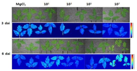 Visible and near infrared hyperspectral images of tomato leaves inoculated with Botrytis cinerea. The leaves of 3-4 week old tomato seedlings were wounded and inoculated with spores (1.0×108 conidia/ml) of B. cinerea, allowed to high humidity for 12 h in a polythene hood for 24 h, and the seedlings were grown in plant growth room (light/dark, 16/8 hr, 27℃). The VIS/NIR hyperspectral spectra were obtained 7 dai