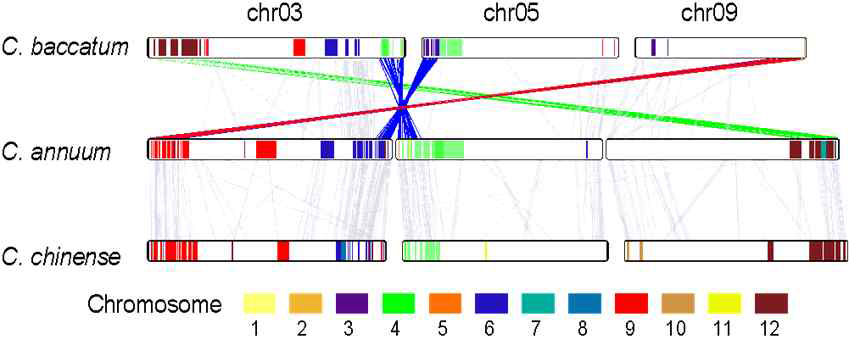 고추 세 종의 염색체 구조 변화