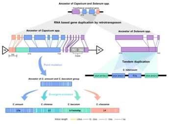 Retroduplication을 통한 L과 .R3a 유전자들의 출현 기작