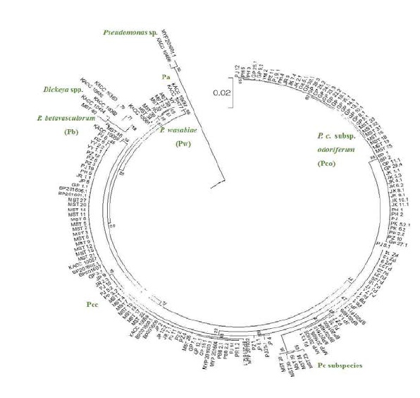 Molecular Phlogenetic analysis of Pectobacterium spp. and relative species by 16S rDNA sequence by Maximum Likelihood method