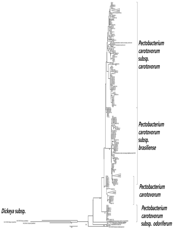 Recombinase recA gene을 이용한 Pectobacterium 속 분류