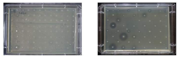 국내에서 분리한 Pectobacterium carotovorum의 박테리오신 분비