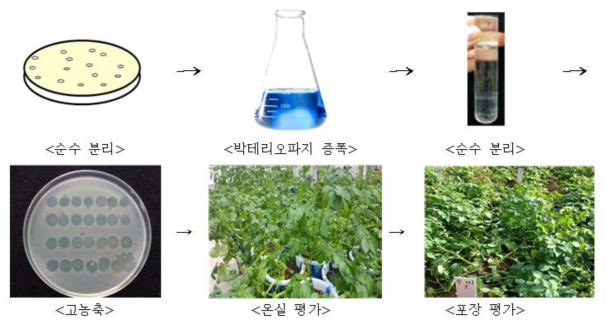 박테리오파지 현장적용 실험 과정