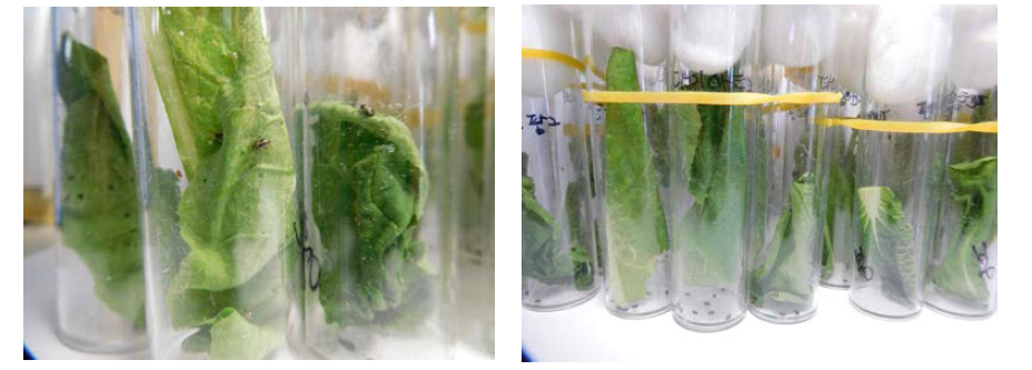 플라스틱 바이알을 이용한 벼룩잎벌레 생물 검정 방법