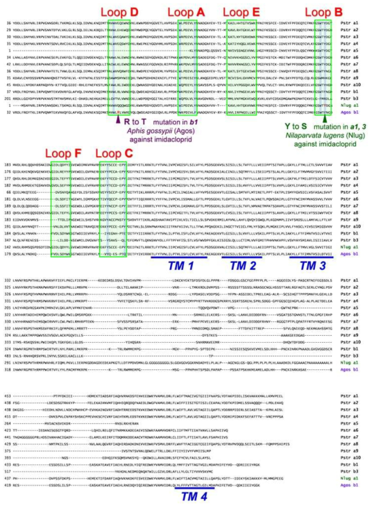 벼룩잎벌레 nAChR 전장 유전자 비교 후 돌연변이 탐색 결과 Phyllotreta striolata (Pstr) nAChR alpha (a), beta (b) subunits, N. lugens (Nlug) A. gossypii (Agos); Clustal W method를 이용하여 분석