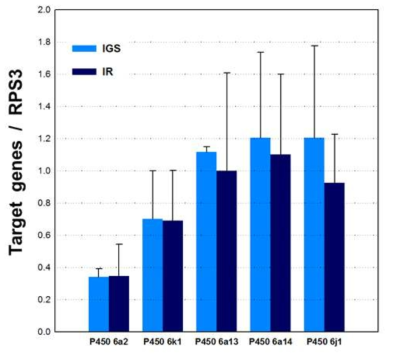 qrtPCR을 이용한 살충제 감수성(IGS)과 저항성(IR) 계통 간의 cytochrome P450 유전자의 발현 비교