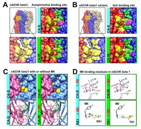 nAChR이 3D 모델링을 통한 이미다클로프리드 IMI, 상호작용