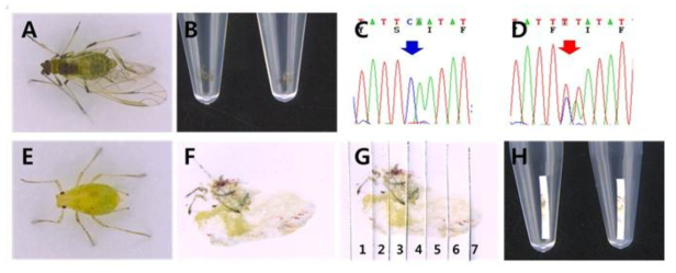 개체 한 마리에서 direct PCR 진행 순서 및 Nylon membrane을 이용한 direct PCR 진행 순서