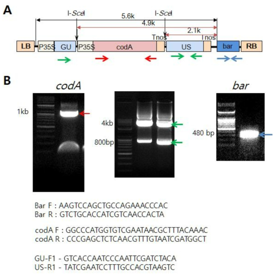 Colony PCR로 A. tumefaciens EHA105 균주에 도입된 pGU.C.USB vector의 주요 부위 확인. A. PCR 증폭 영역을 표시한 pGU.C.USB의 유전자 지도. B. codA와 bar가 증폭된 각각의 colony PCR 결과