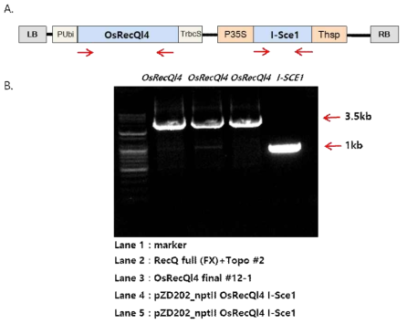 분양받은 벡터 DNA 내 OsRecQl4 및 I-SceI 유전자의 확인