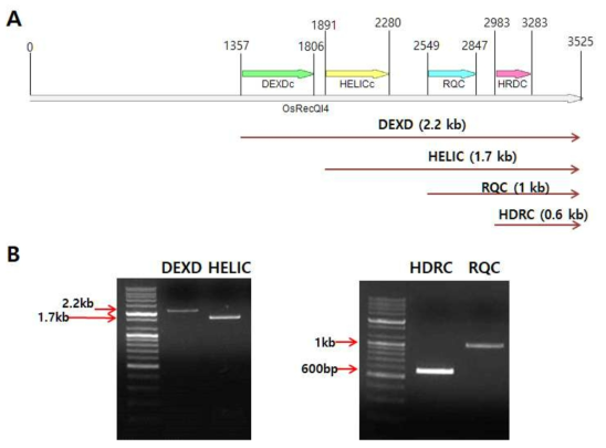 OsRecQl4의 도메인 분석을 위한 deletion series 제작. A. Deletion series 제작을 위한 PCR 영역이 표시된 OsRecQl4 유전자 지도. B. 각각의 영역을 증폭한 PCR 결과. DEXDc는 도메인 전부를 포함, HELICc는 DEXDc를 제외, RQC는 DEXDc, HELICc를 제외, HRDC는 RQC, DEXDc, HELICc를 제외