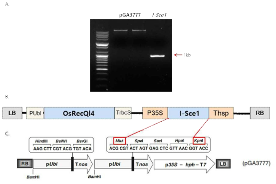 pGA3777 기반으로 I-SceI 형질전환을 위한 vector construction. A. pGA3777 plasm id DNA와 새로 제작된 pGA3777-ISceI에서 PCR 증폭된 I-SceI DNA 아가로스겔 전기영동, B. pZD202_nptII OsRecQl4 I-SceI vector의 모식도, C. pGA3777 vector의 모식도와 I-SceI 도입부위
