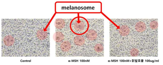 Melanosome의 생성능 억제조절 결과