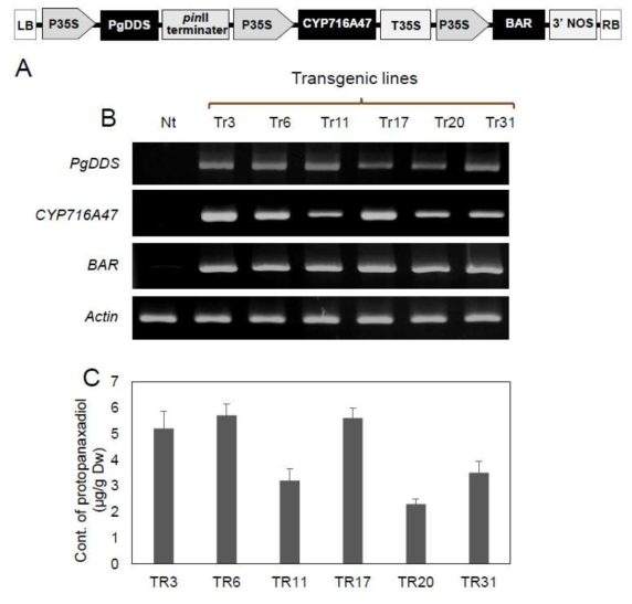 Detection of introduced genes in transgenic tobacco co-overexpressing PgDDS and CYP716A47. (A) Expression of the PgDDS, CYP716A47, and Bar genes in leaves of wild-type (WT) plants and the indicated transgenic lines (Tr3, Tr5, Tr6, Tr17, Tr20, and Tr31). β-actin was used as a loading control. The wild-type line was not transformed with Agrobacterium