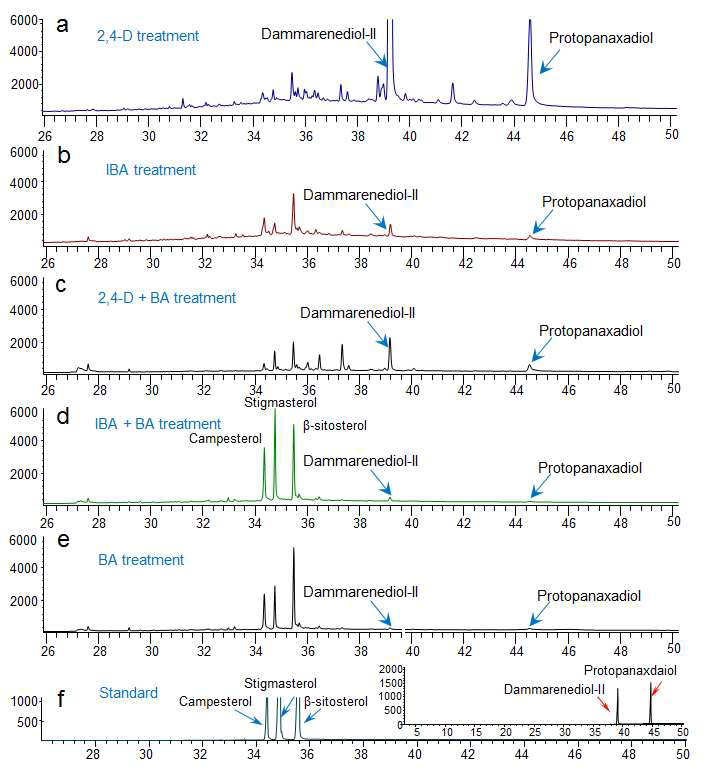 GC-MS chromatograms of phytosterols (campesterol, β-sitosterol, and stigmasterol), DD, and PPD in the leaf-derived callus of transgenic tobacco co-overexpressing PgDDS and CYP716A47. (A) GC chromatogram (SIM-mode) for the leaf-derived callus of the Tr6 transgenic line induced on medium with various growth regulators. (B) GC chromatogram of authentic phytosterols (campesterol, β-sitosterol, and stigmasterol), DD and PPD