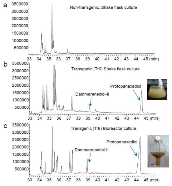 GC-MS chromatograms of DD and PPD in suspended cells of transgenic tobacco co-overexpressing PgDDS and CYP716A47. (A) GC chromatogram extracted from suspended cells of the shake flask culture in non-transgenic tobacco. (B) GC chromatogram of DD and PPD from suspended cells of the shake flask culture in transgenic tobacco (Tr6). (C) GC chromatogram of DD and PPD from suspended cells of the bioreactor culture in transgenic tobacco (Tr6)