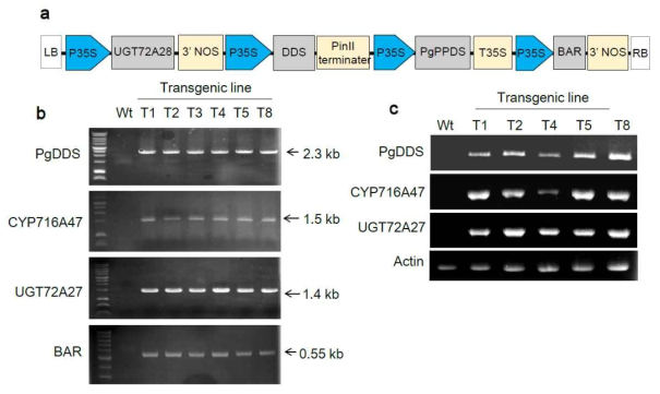 Detection and expression analysis of introduced genes in transgenic tobacco co-overexpressing PgDDS, CYP716A47 and UGT71A28. a T-DNA region of plasmid for co-overexpression of the three genes. b Screening of transgenic tobacco lines (T1, T2, T3, T4, T5, and T8) by gDNA PCR via detection of introduced genes (PgDDS, CYP716A47, UGT71A28, and BAR) in their genomes. c Expression (RT-PCR) analysis of the introduced PgDDS, CYP716A47 and UGT71A28 genes in transgenic lines (T1, T2, T3, T14, T5, and T8); β-actin was used as an internal control. Wild-type (WT) was used as a negative control for the introduced genes in b and c