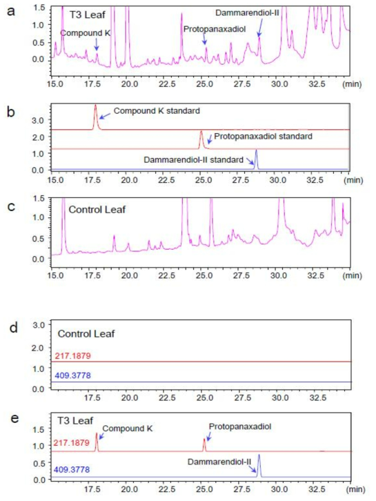 LC-MSMS analyses of leaf extracts from transgenic tobacco (T3) co-overexpressing PgDDS, CYP716A47 and UGT71A28. a TIC chromatogram of DD, PPD and CK in leaves of transgenic tobacco (T3). b Chromatogram of authentic standards DD, PPD and CK. c TIC chromatogram of WT tobacco leaf extracts. d Detection of DD, PPD and CK by single ion mode chromatogram of the WT tobacco. e Detection of DD, PPD and CK by single ion mode chromatogram of transgenic tobacco