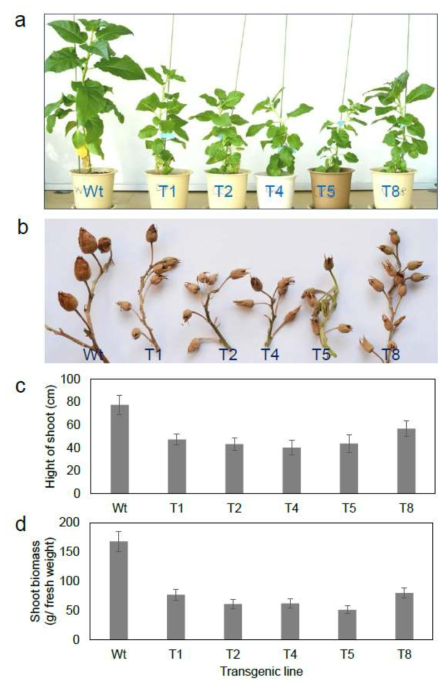 Effect of co-overexpressed PgDDS , CYP716A47 and UGT71A28 on plant growth and biomass production. a WT and transgenic lines after 2 months of soil transfer and acclimatization. Compared to WT, transgenic lines showed a distinctive stunted growth pattern. b Comparative observation of seed-pod morphology in WT and transgenic lines. Without assisted pollination, transgenic lines did not produce any seeds and the seed-pods were smaller. c Comparative analysis of plant height among WT and transgenic lines. d Comparative analysis of biomass production among WT and transgenic lines. Values in c and d represent the mean±SE, n=3