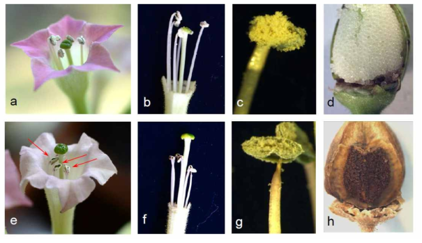 Effect of co-overexpressed PgDDS , CYP716A47 and UGT71A28 in floral morphology and seed production. a WT tobacco flower with homostylus morphology. b Closed view of stamen and pistil of WT tobacco flower. c WT gave rise to anthers with profuse pollen. d Normal seed production in WT flower. e Flower of transgenic tobacco producing heterostylous (pin) flowers. f Closed view of stamen and pistil of transgenic tobacco. g Transgenic tobacco with anthers containing far less pollen. h No seed production without assisted pollination. Arrows in e point to shortened stamens