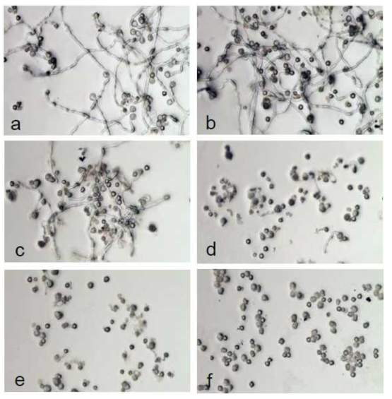 Suppression of germination of WT pollen cultured in medium supplemented with 0 mg/L (a), 1 mg/L (b), 5 mg/L (c), 10 mg/L (d), 20 (e) and 50 mg/L (f) of CK, DD, and PPD mixture