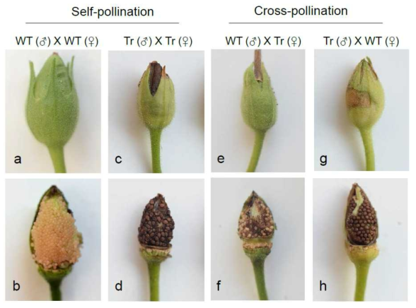 Seed production by self- and cross-pollination between WT and transgenic tobacco (line 8). a-b Self-pollinated WT flower gave rise to plump seed pods and produced seeds of homogenous sizes in abundance. c-d Artificial self-pollinated seeds in transgenic plants gave smaller seed pods with a highly reduced number of seeds of heterogeneous size. e-f Cross-pollination between WT (♂) and transgenic tobacco (♀) produced small seed pods with fewer seeds than in WT seed pods. g-h Cross-pollination between WT (♀) and transgenic tobacco (♂) produced more seeds with more homogenous sizes compared to those from self-pollinated transgenic flowers (f) and from cross-pollinated flowers between WT (♂) and transgenic tobacco (♀) (g). All crossings were performed manually