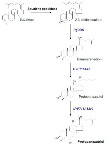 Biosynthetic pathway engineering for PPT production from 2,3-oxidosqualene. Three P. ginseng-derived genes (PgDDS, CYP716A47, and CYP716A53v2) are necessary for production of PPT in tobacco. PgDDS converts 2,3-oxidosqualene to a triterpene (DD). The triterpene subsequently undergoes hydroxylation by CYP716A47 to produce PPD, and PPD undergoes further hydroxylation into PPT by CYP716A53v2