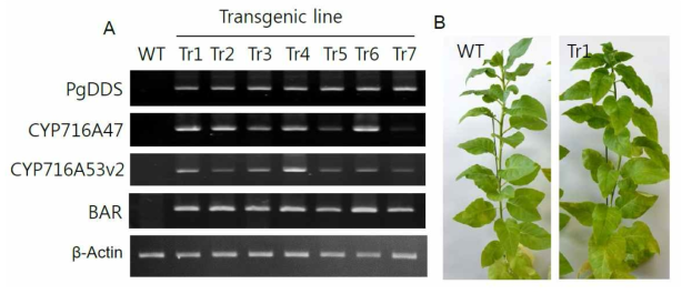 Expression analysis of introduced genes in transgenic tobacco co-overexpressing PgDDS, CYP716A47, and CYP716A53v2. a RT-PCR analysis of the introduced PgDDS, CYP716A47, CYP716A53v2, and BAR genes in transgenic lines (Tr1, Tr2, Tr3, Tr4, Tr5, Tr6, Tr7). β-Actin was used as an internal control. Wt was used as the negative control for the introduced genes. b Photograph of Wt (left) and transgenic tobacco (right)